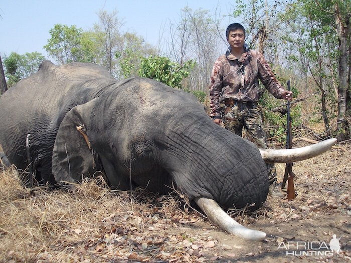 Zimbabwe Elephant Hunting