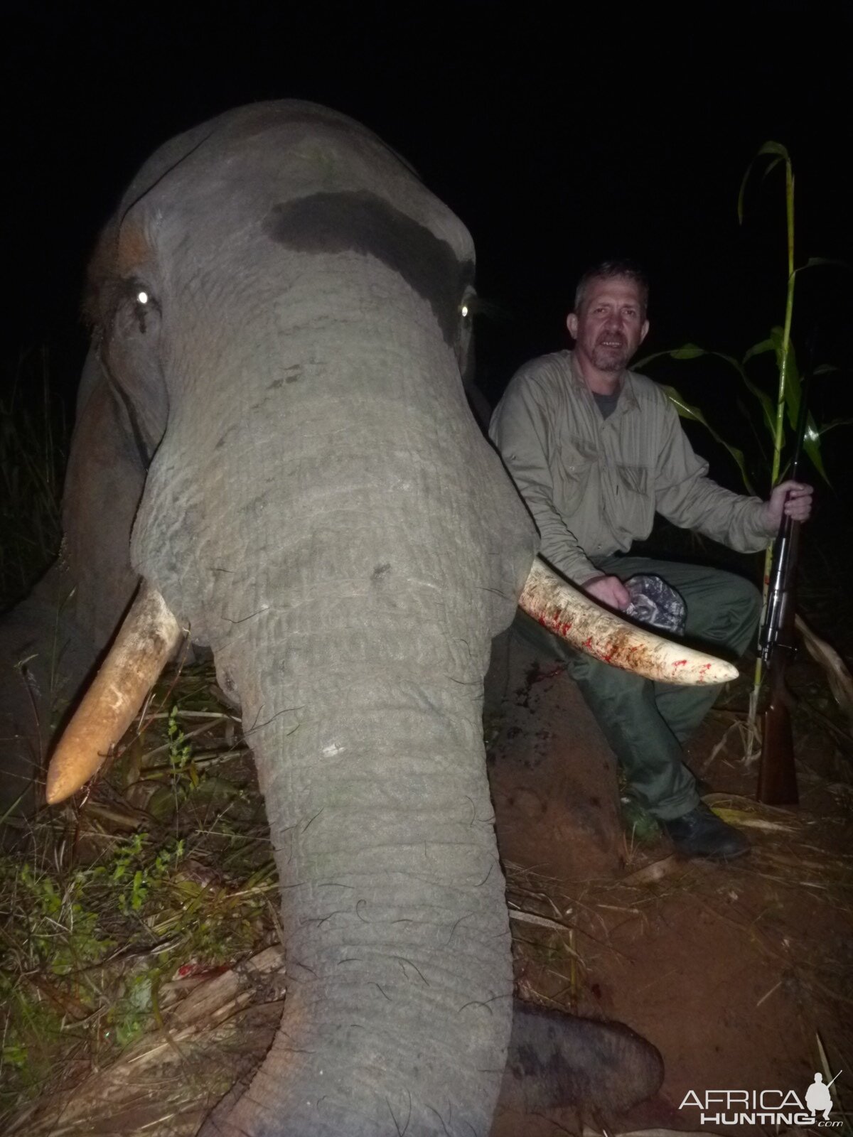 Zimbabwe Elephant Hunting