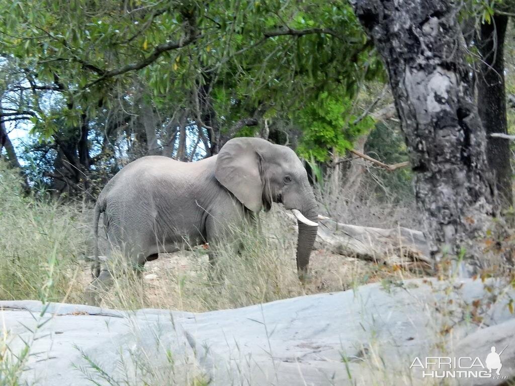 Zimbabwe Elephant