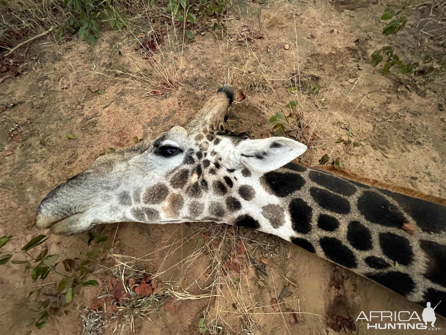 Zimbabwe Giraffe Hunt