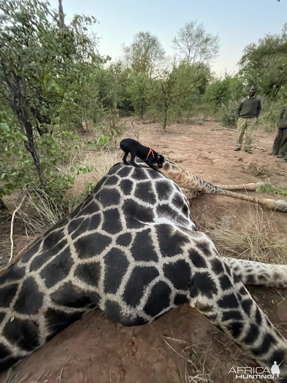 Zimbabwe Giraffe Hunt