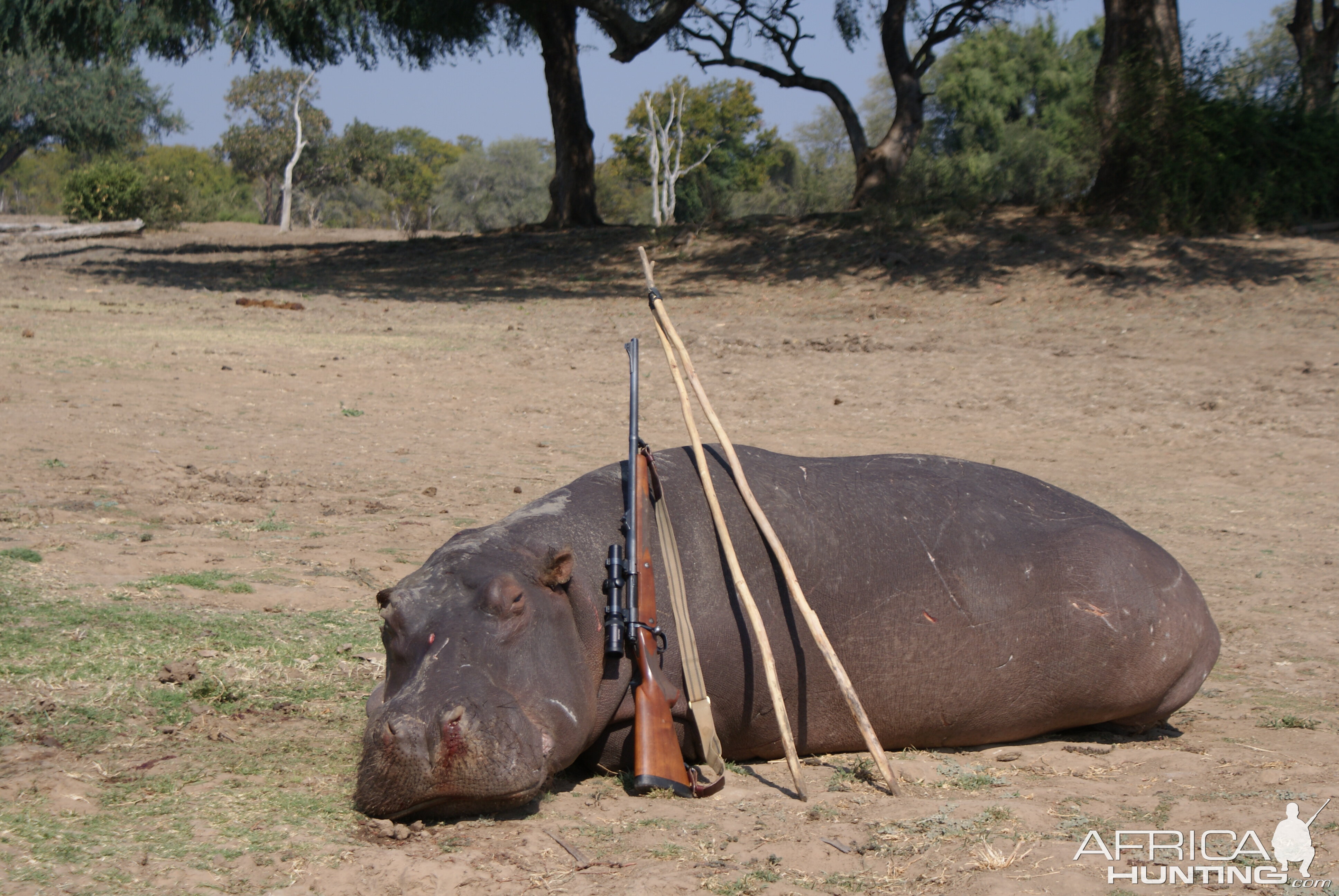 Zimbabwe Hippo Hunt