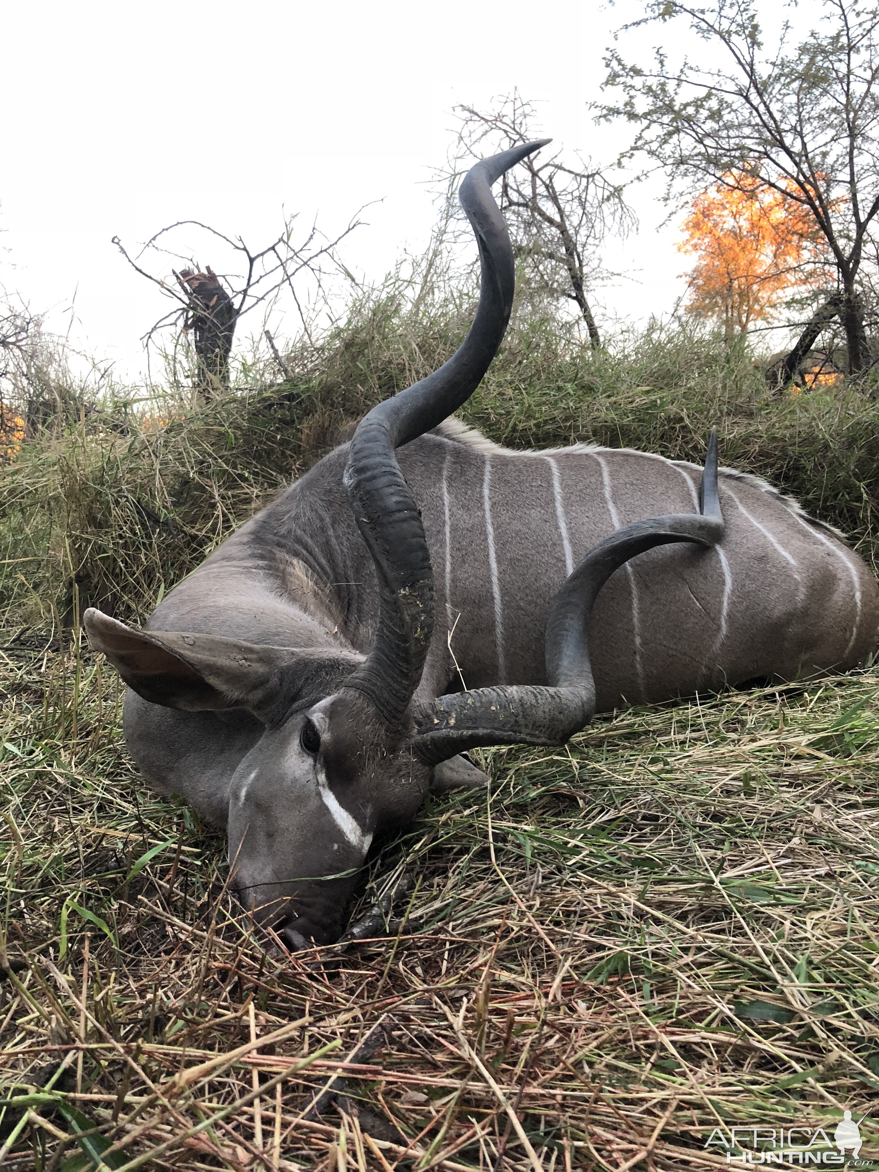 Zimbabwe Hunt 56" Inch Kudu