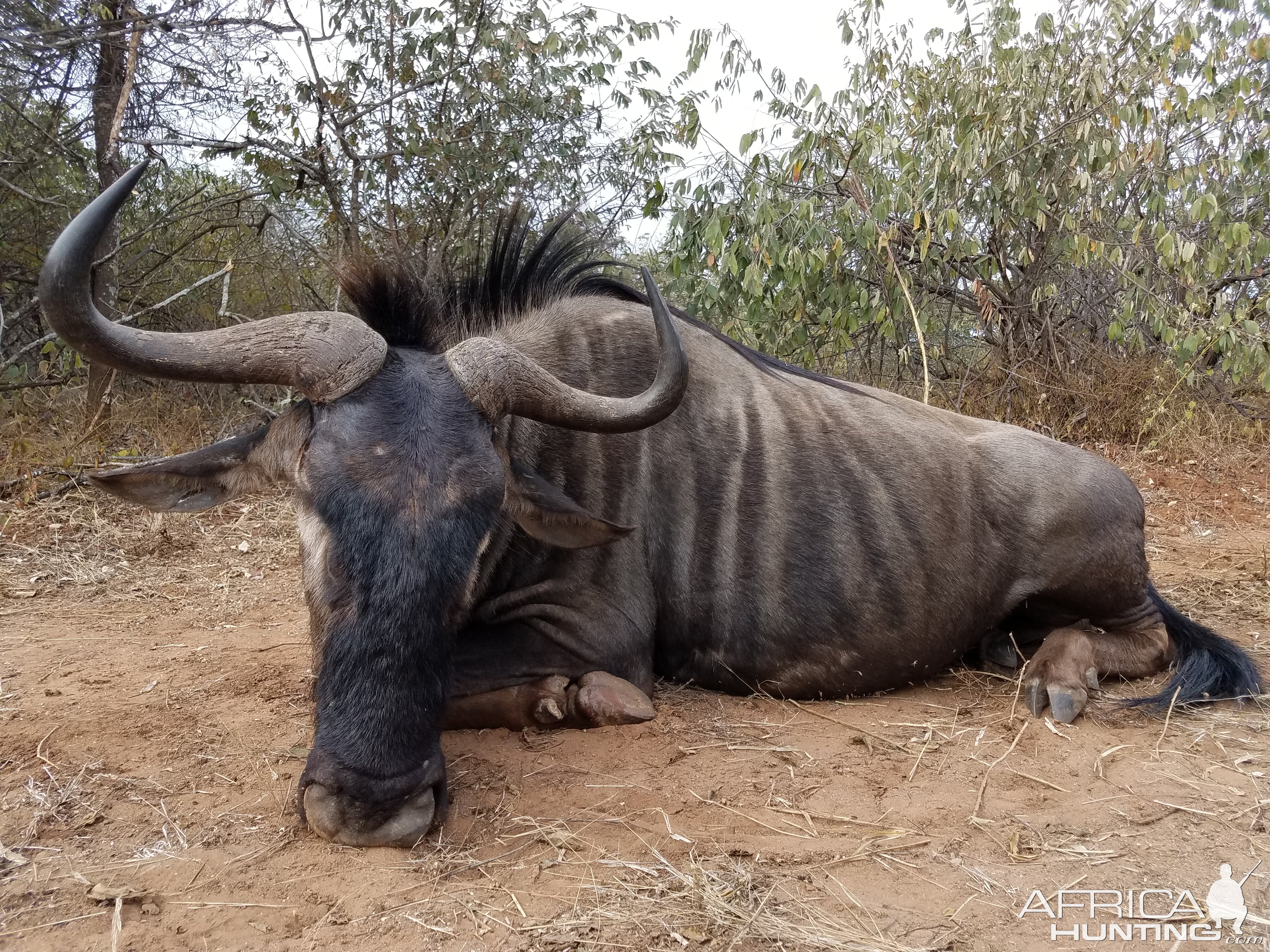 Zimbabwe Hunt Blue Wildebeest