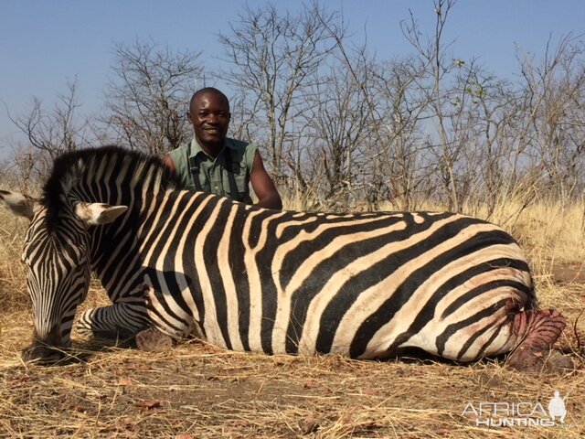 Zimbabwe Hunt Burchell's Plain Zebra