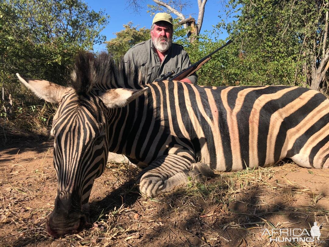 Zimbabwe Hunt Burchell's Plain Zebra