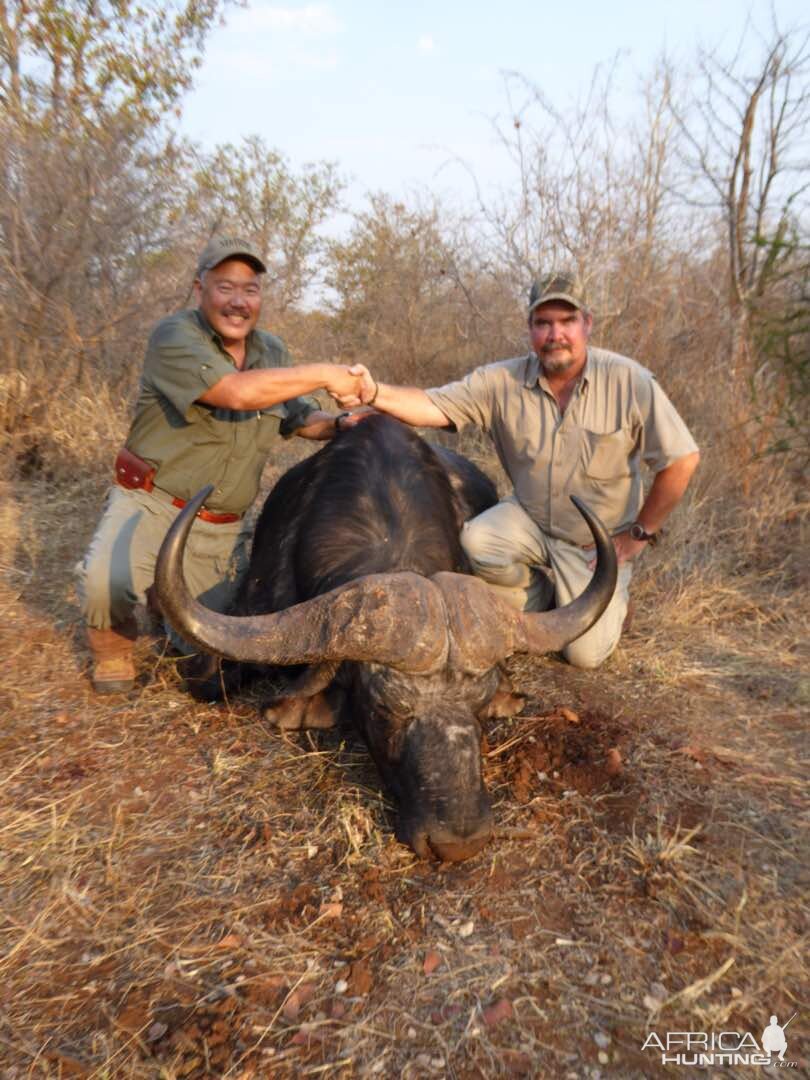 Zimbabwe Hunt Cape Buffalo