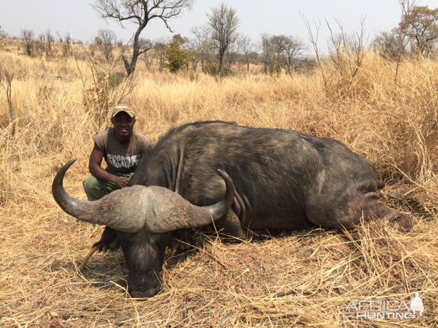 Zimbabwe Hunt Cape Buffalo