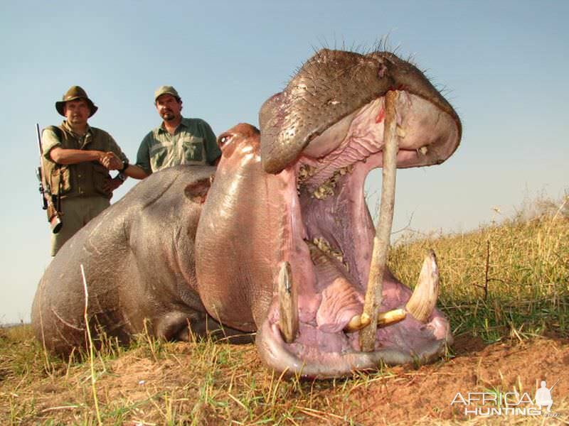 Zimbabwe Hunt Hippo