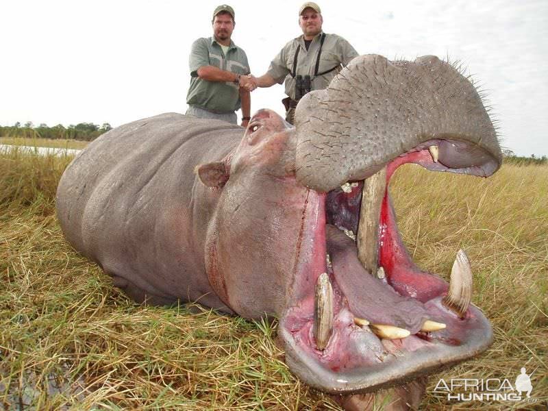 Zimbabwe Hunt Hippo