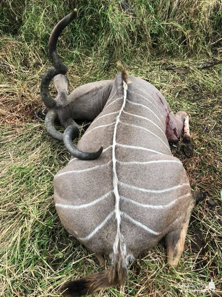 Zimbabwe Hunt Kudu