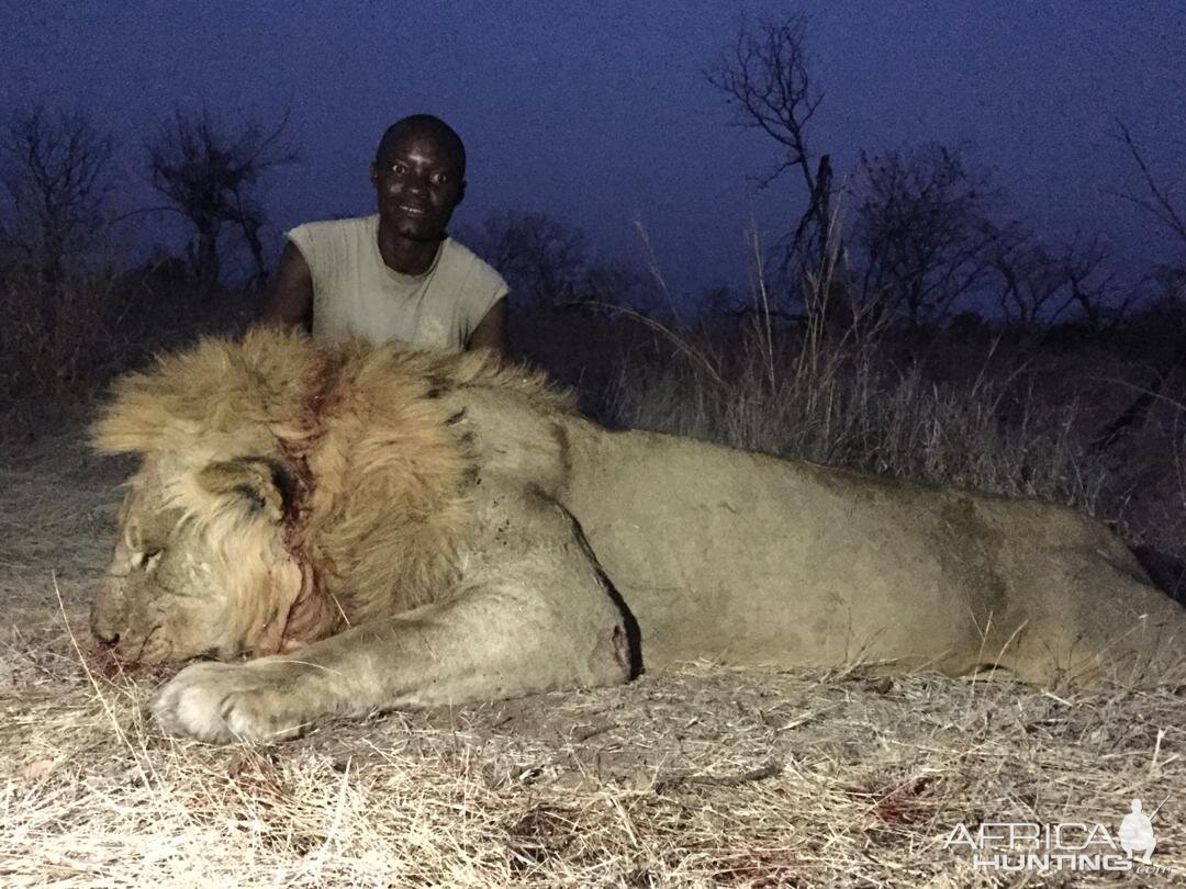 Zimbabwe Hunt Lion