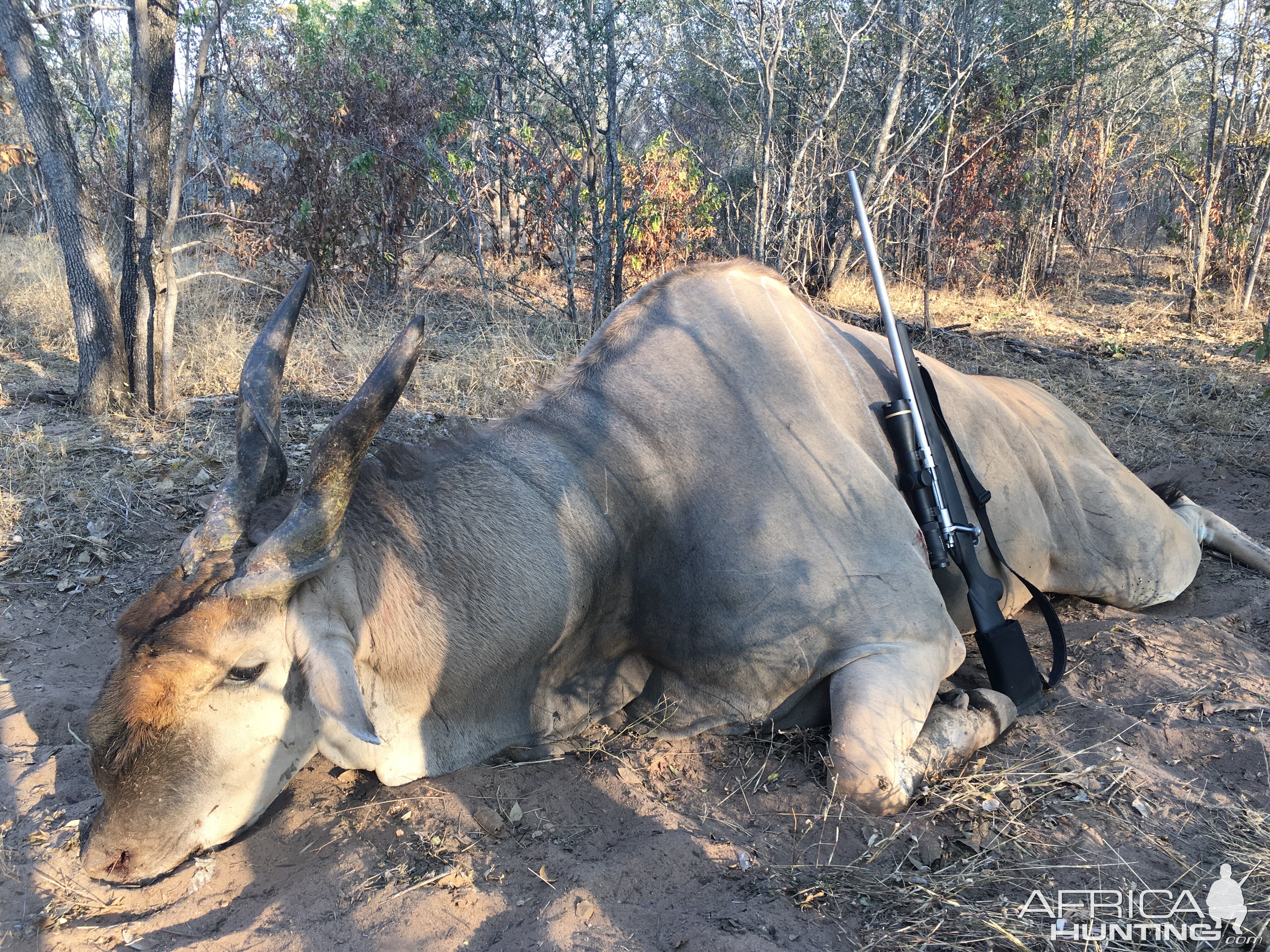 Zimbabwe Hunt Livingstone Eland