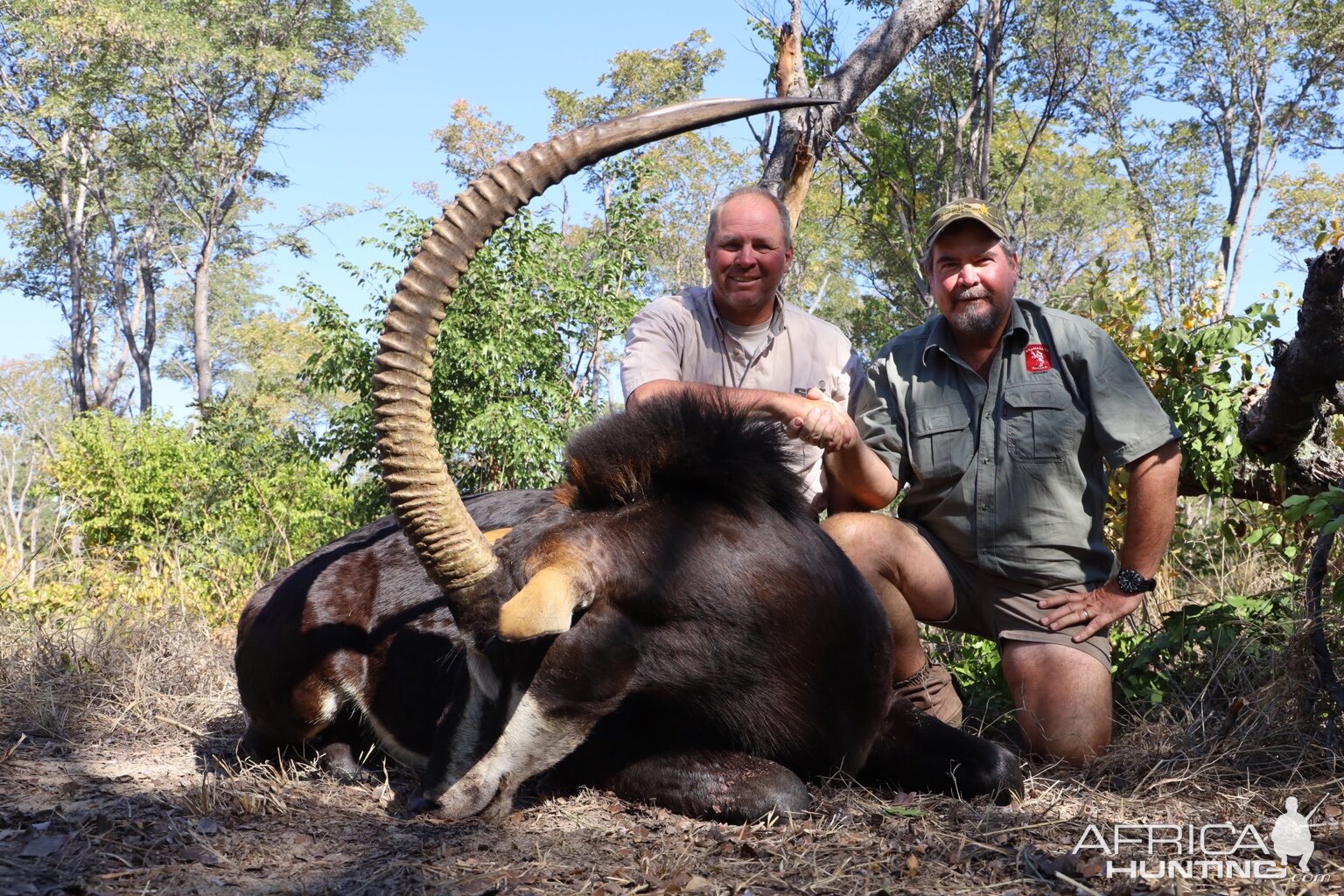 Zimbabwe Hunt Sable Antelope