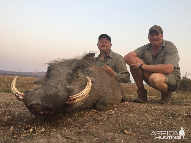 Zimbabwe Hunt Warthog