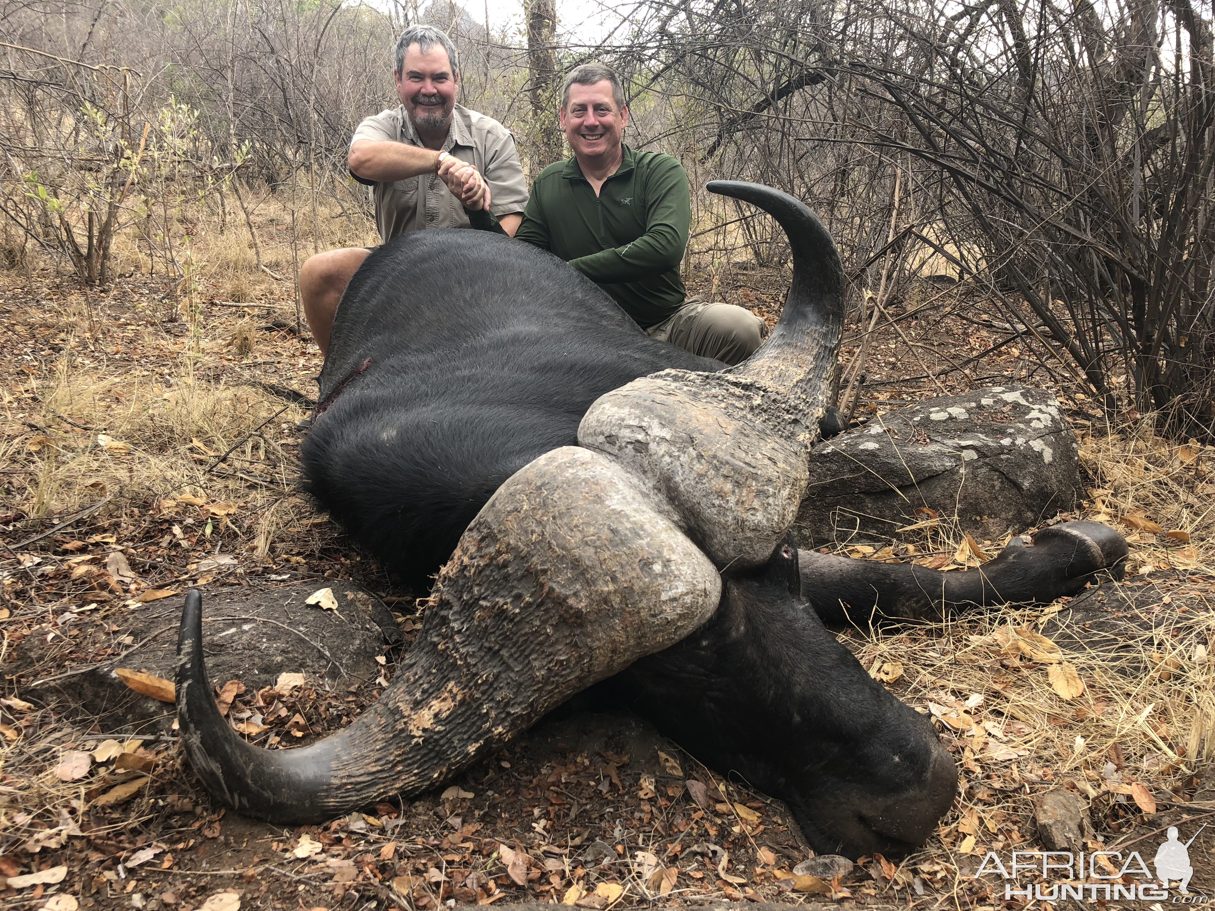 Zimbabwe Hunting 42” Inch Cape Buffalo