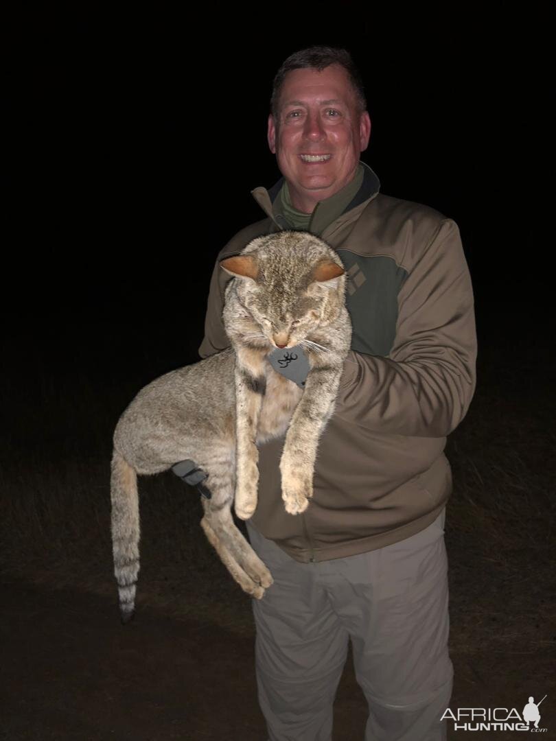 Zimbabwe Hunting African Wildcat