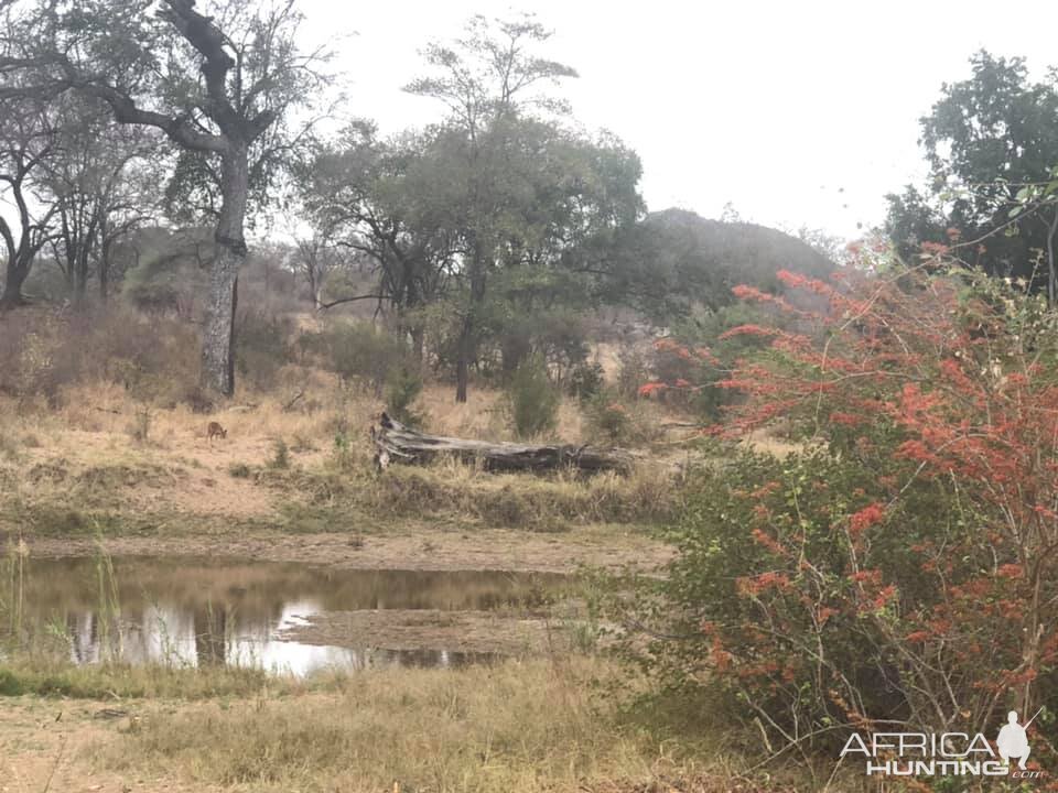 Zimbabwe Hunting Area