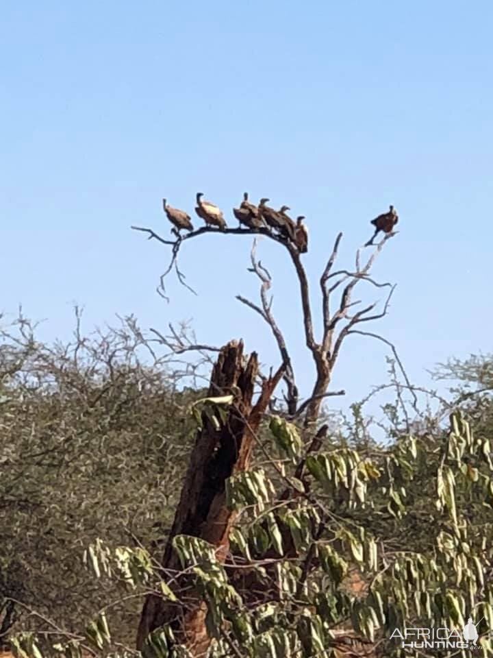 Zimbabwe Hunting Area