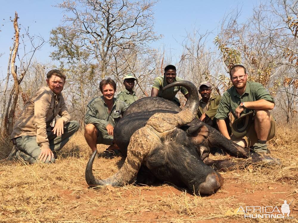 Zimbabwe Hunting Buffalo