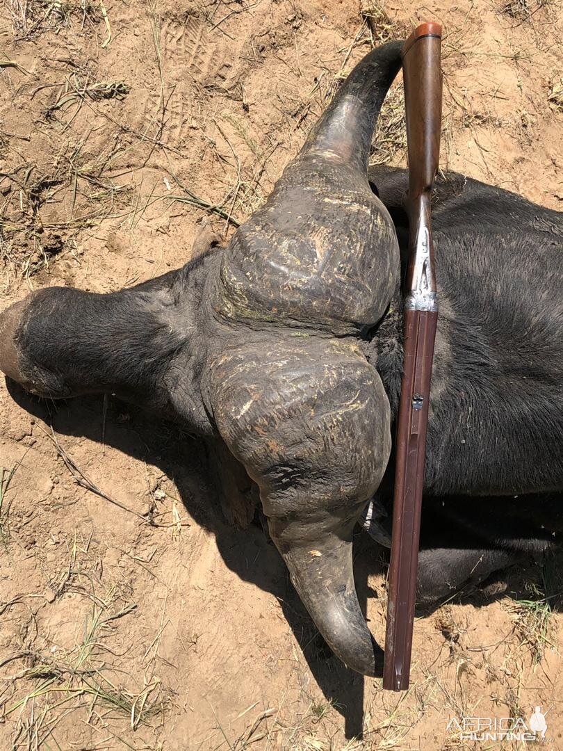 Zimbabwe Hunting Buffalo