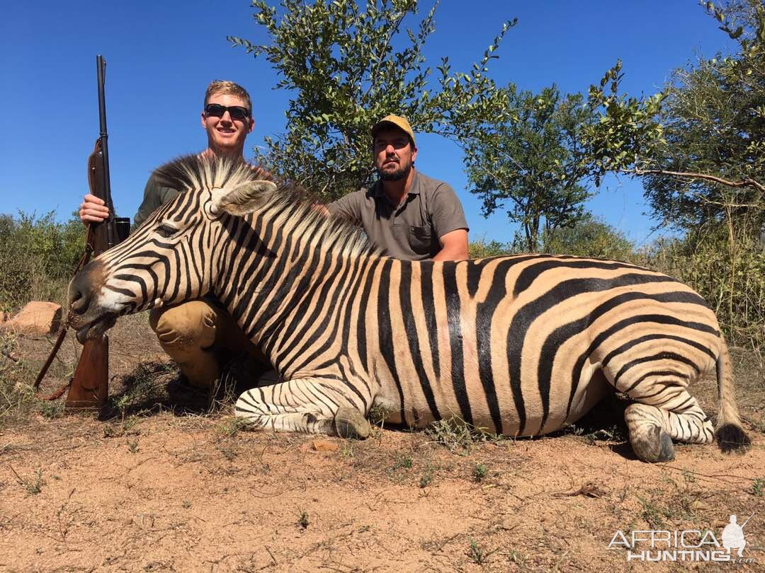 Zimbabwe Hunting Burchell's Plain Zebra