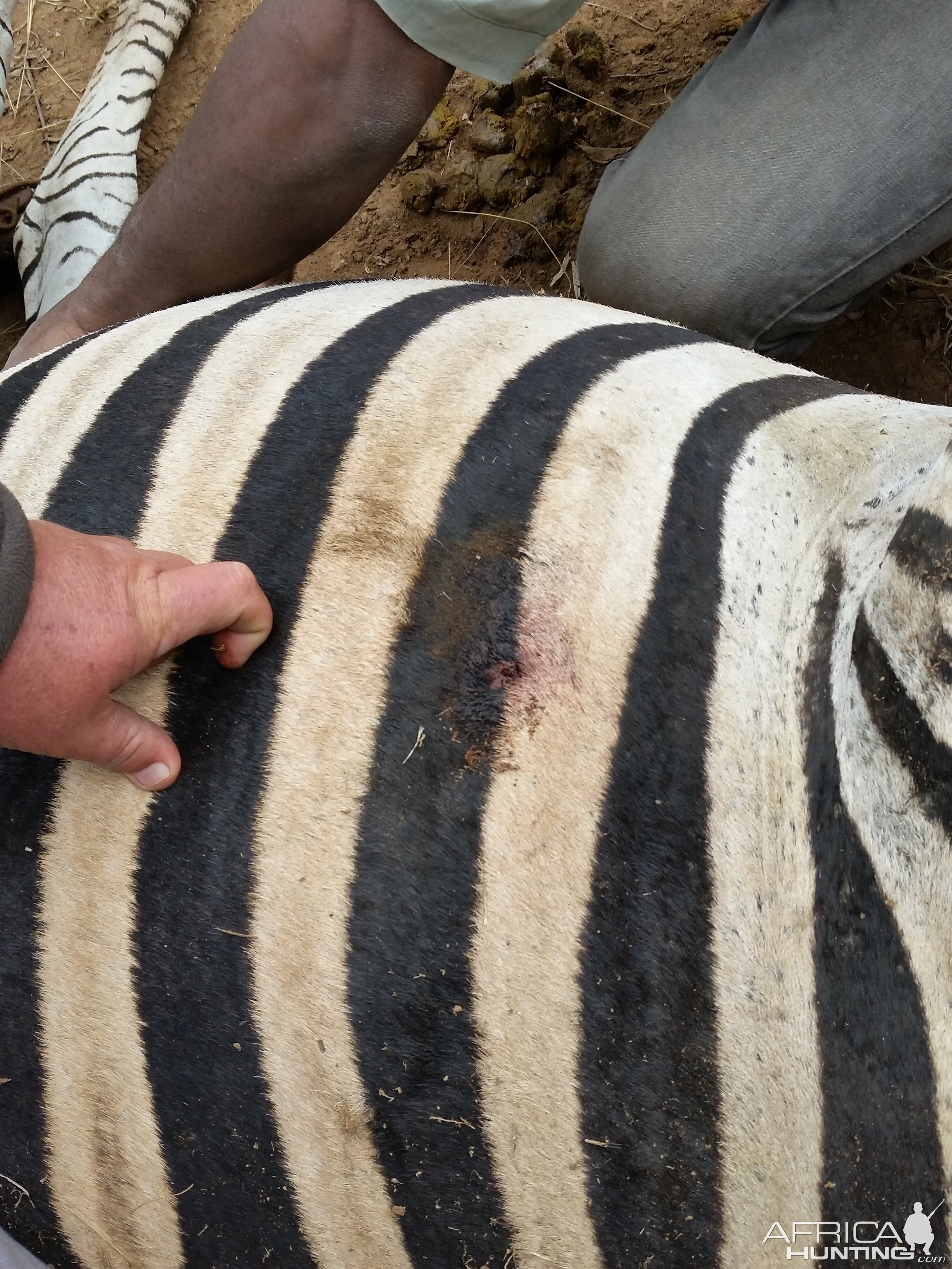 Zimbabwe Hunting Burchell's Plain Zebra