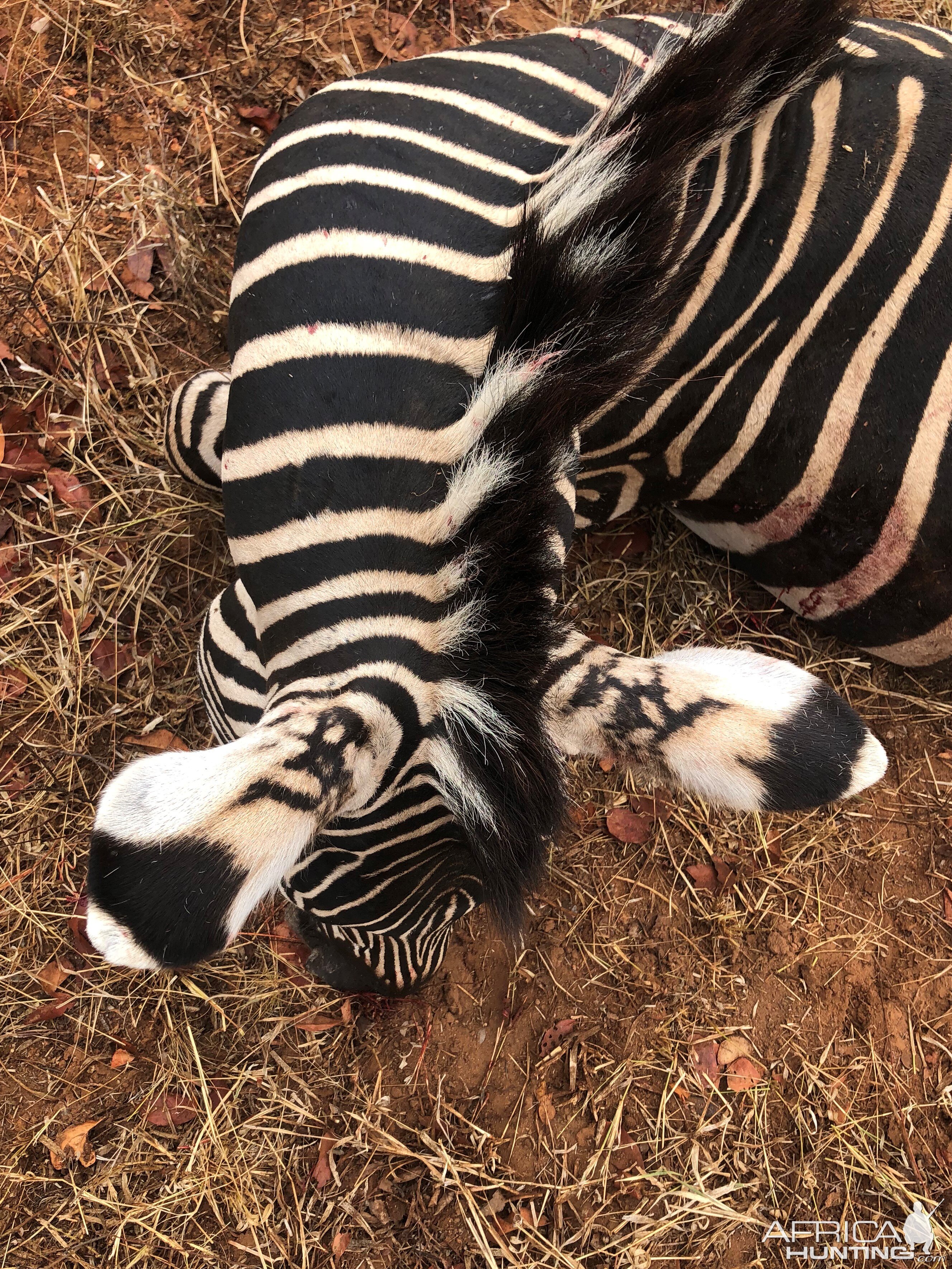 Zimbabwe Hunting Burchell's Plain Zebra