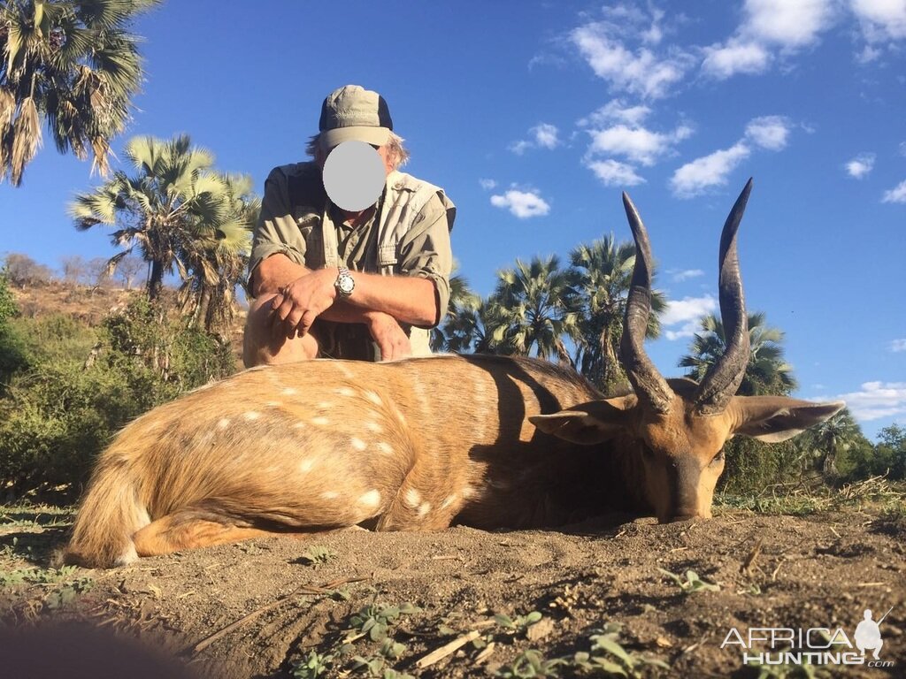 Zimbabwe Hunting Bushbuck