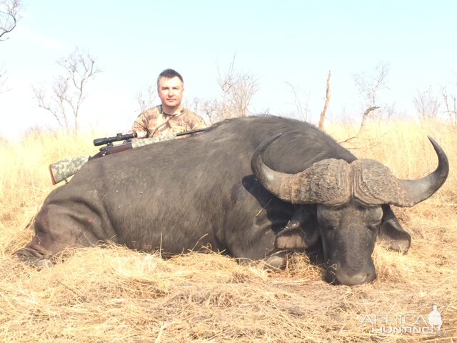 Zimbabwe Hunting Cape Buffalo