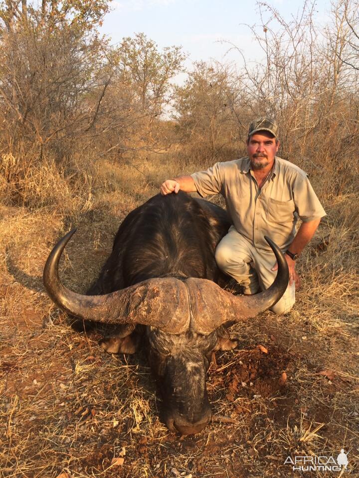 Zimbabwe Hunting Cape Buffalo