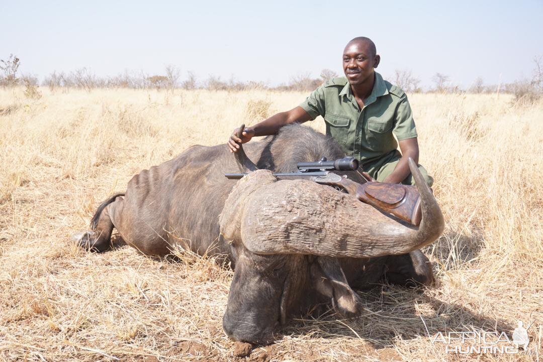 Zimbabwe Hunting Cape Buffalo