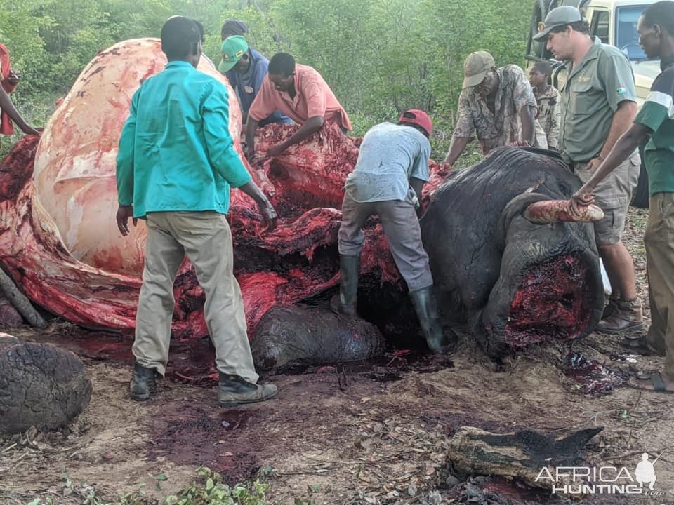 Zimbabwe Hunting Elephant