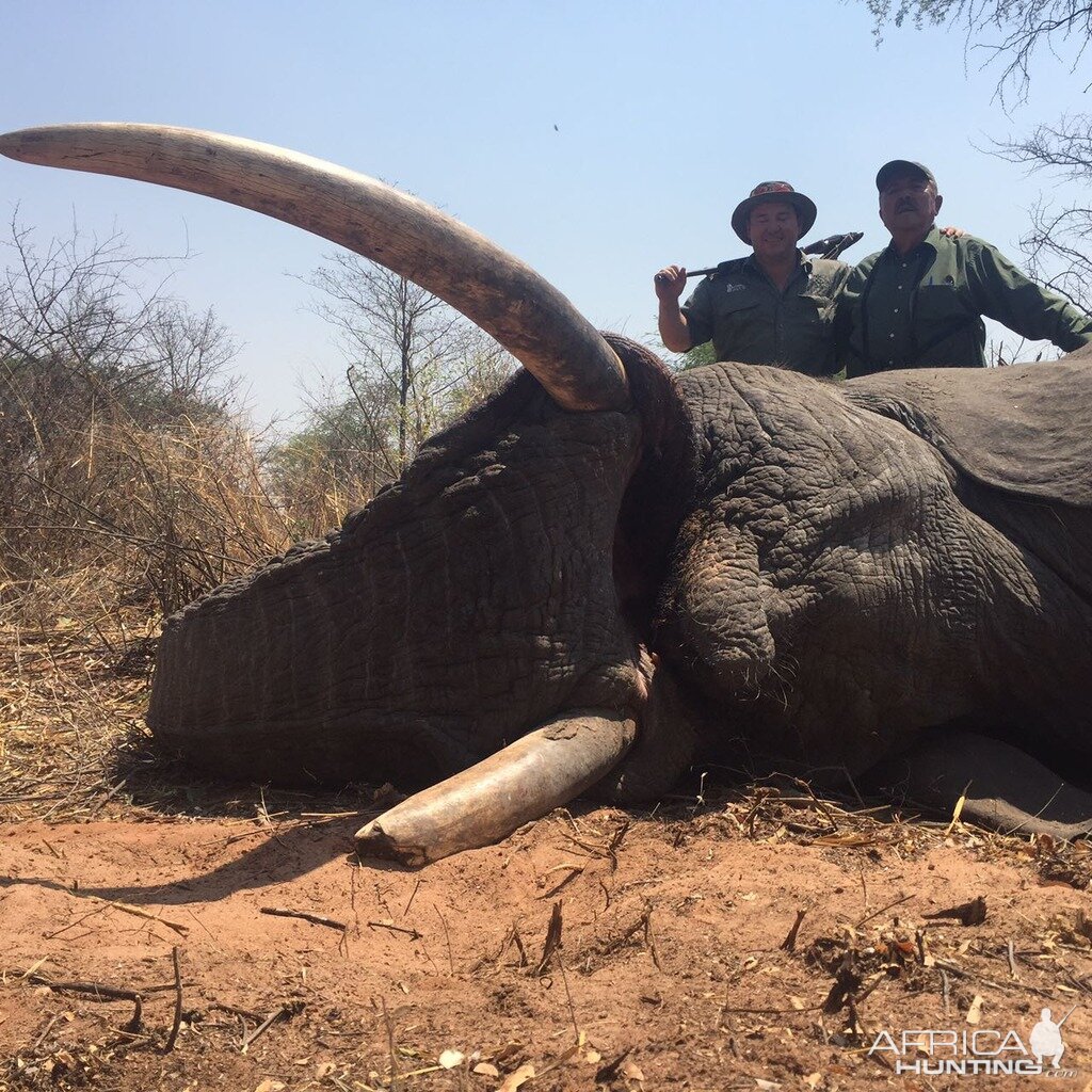 Zimbabwe Hunting Elephant