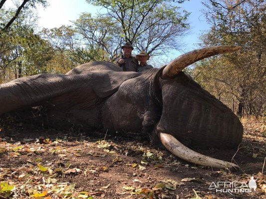 Zimbabwe Hunting Elephant