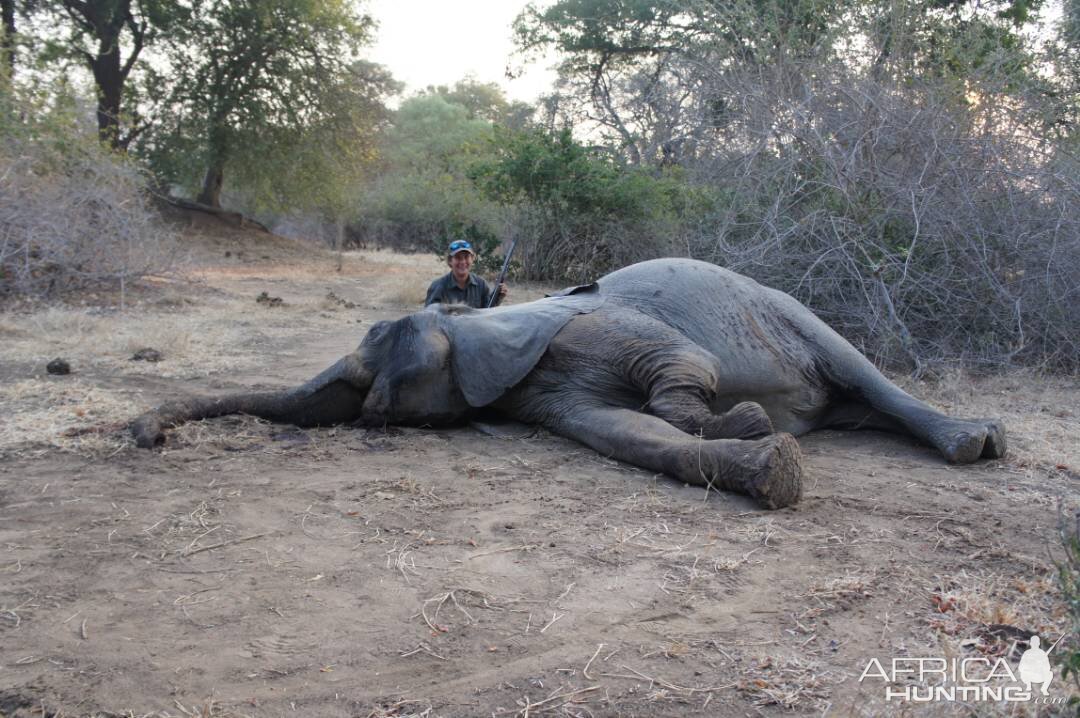 Zimbabwe Hunting Elephant