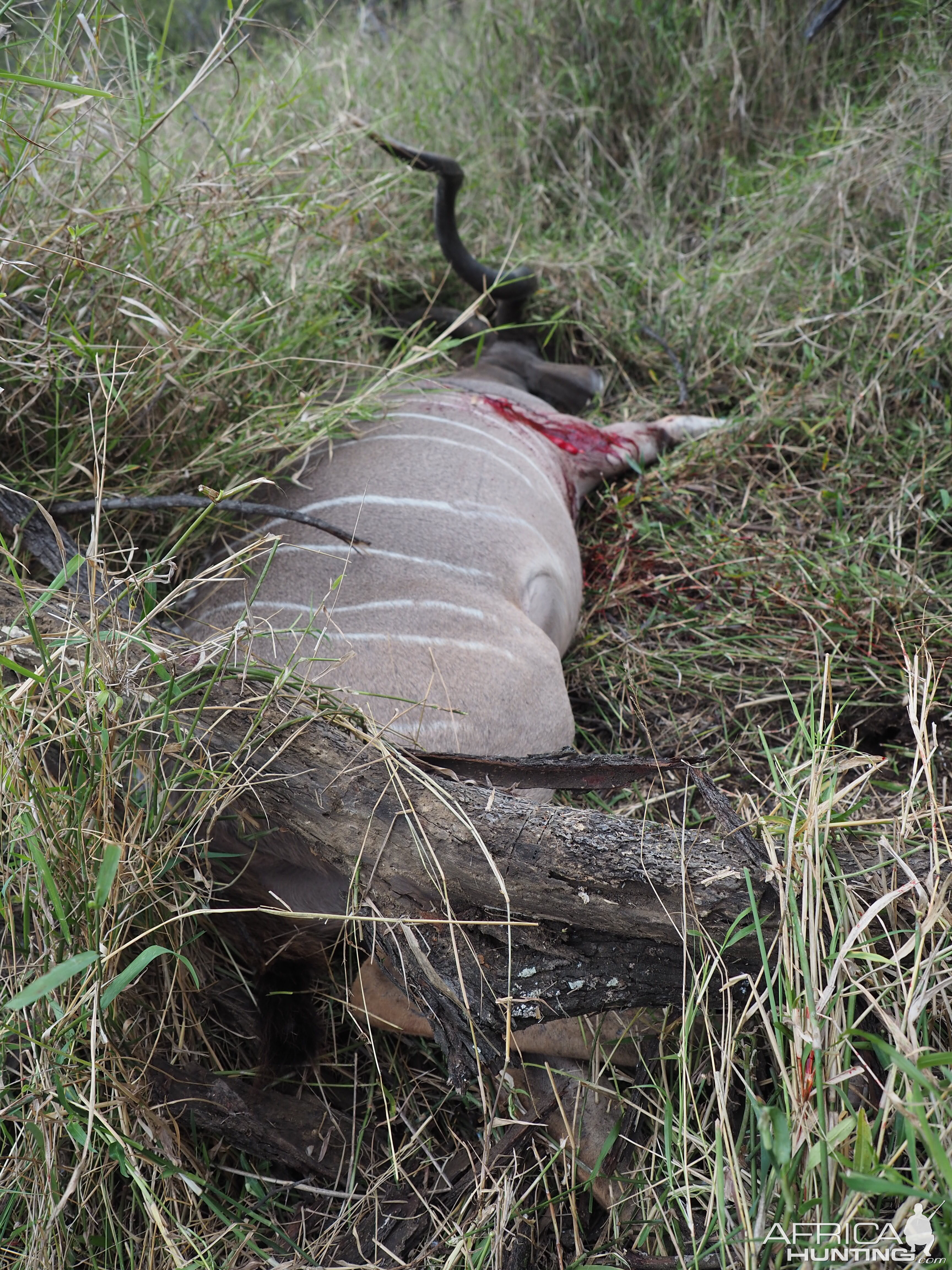 Zimbabwe Hunting Kudu