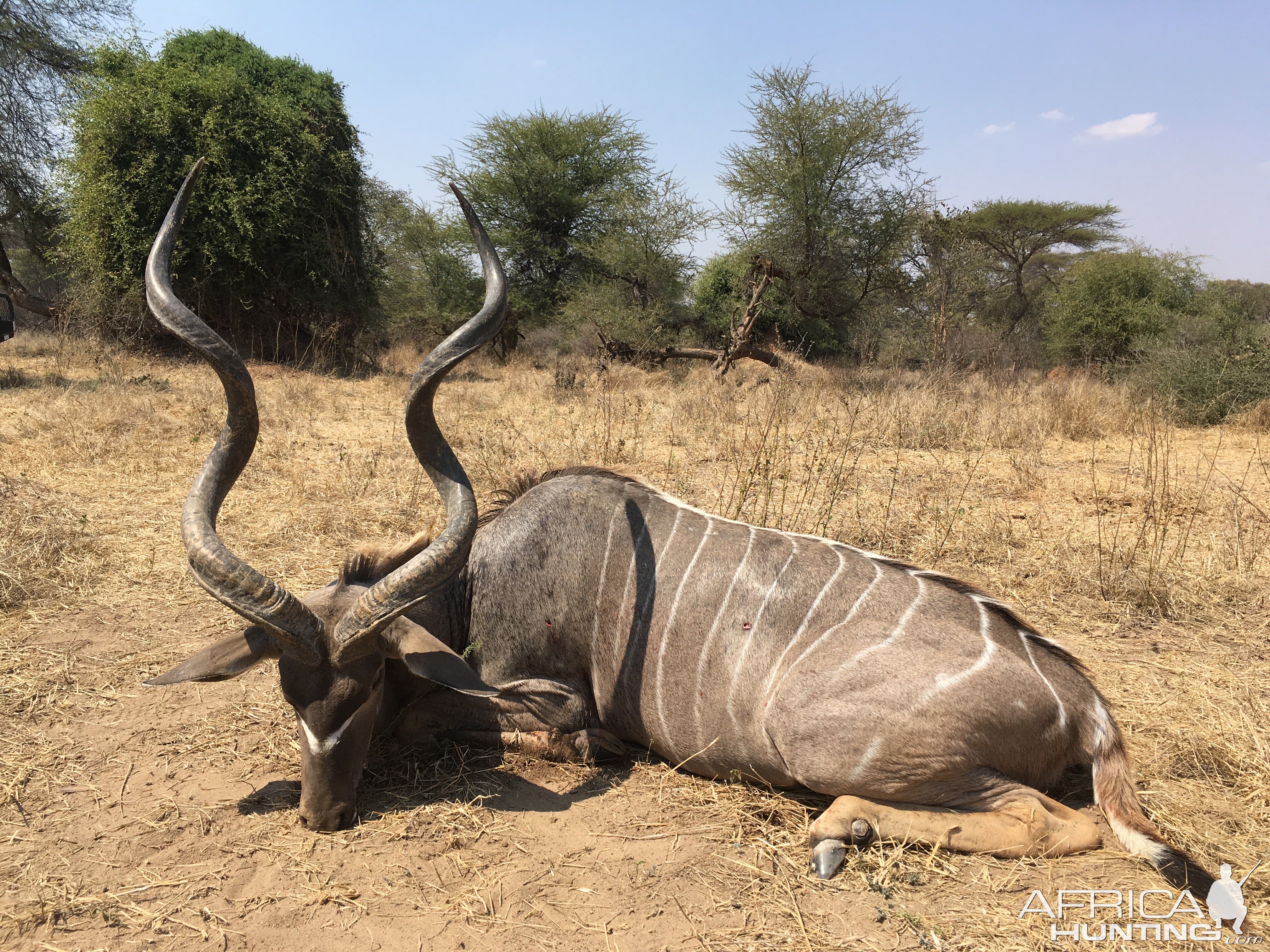 Zimbabwe Hunting Kudu