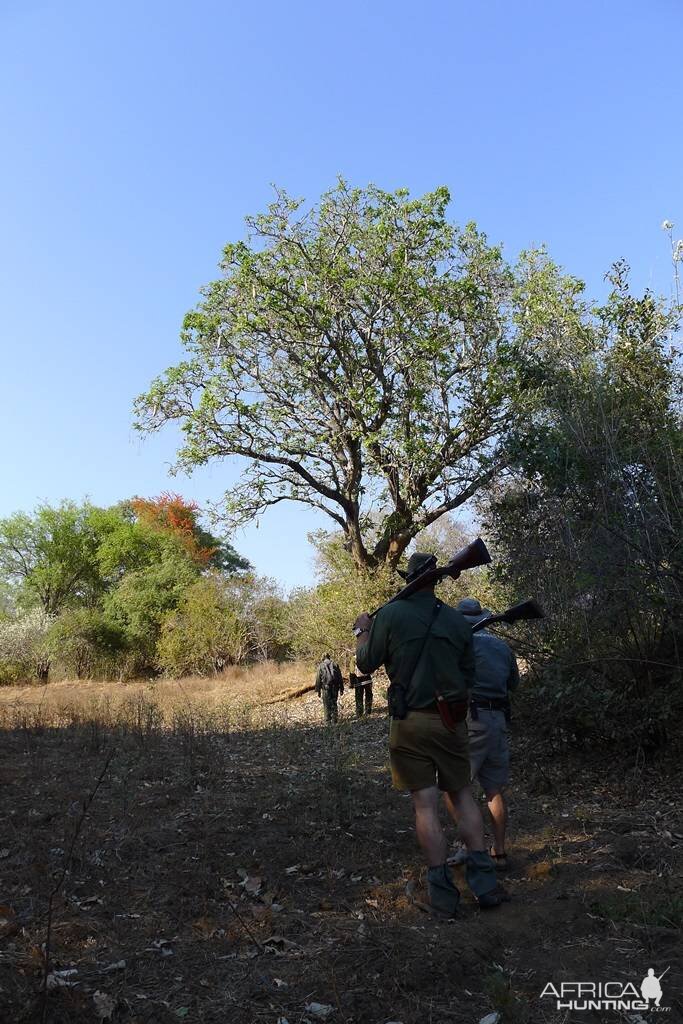 ZImbabwe Hunting Kudu