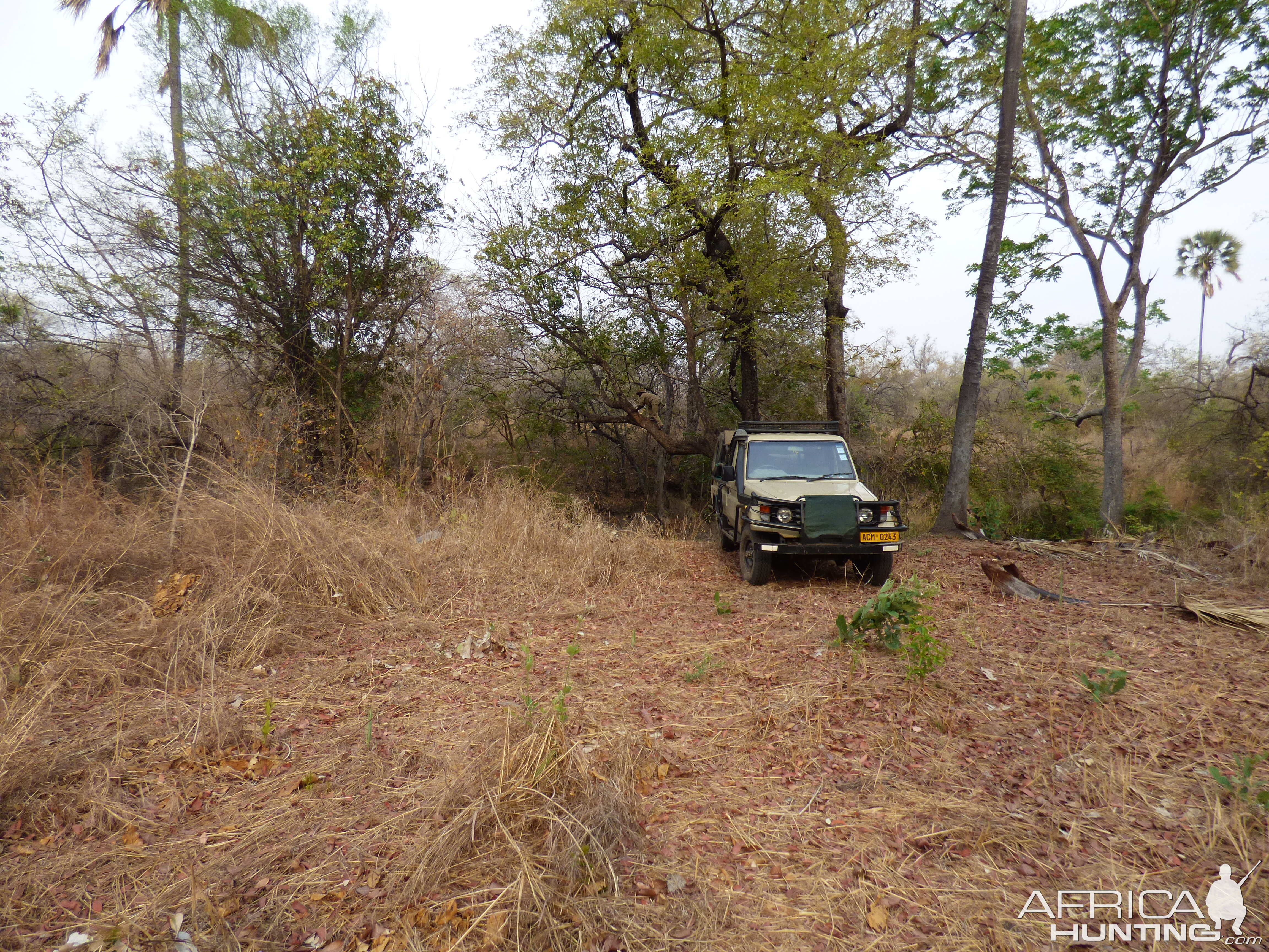 Zimbabwe Hunting Leopard