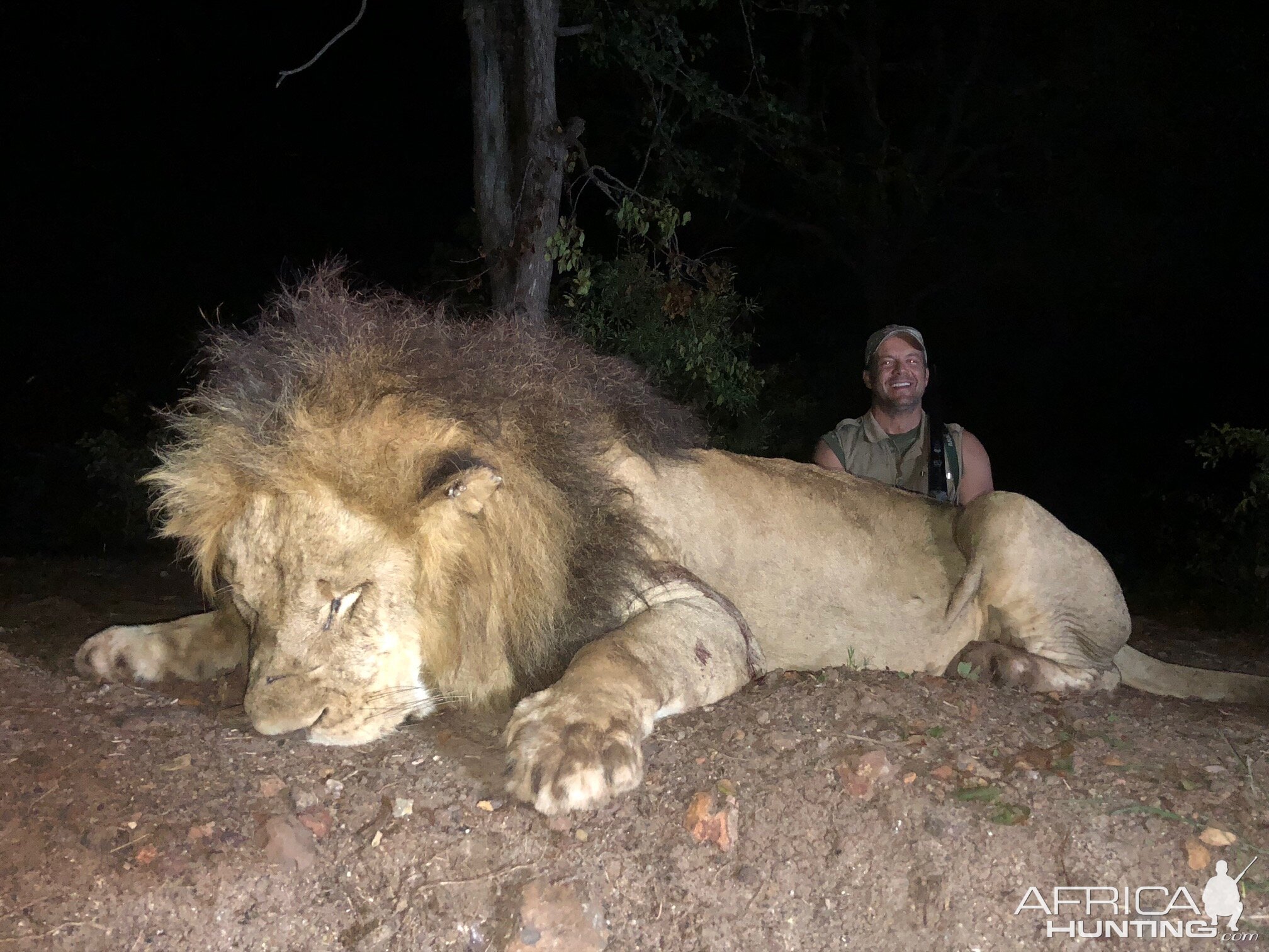 Zimbabwe Hunting Lion