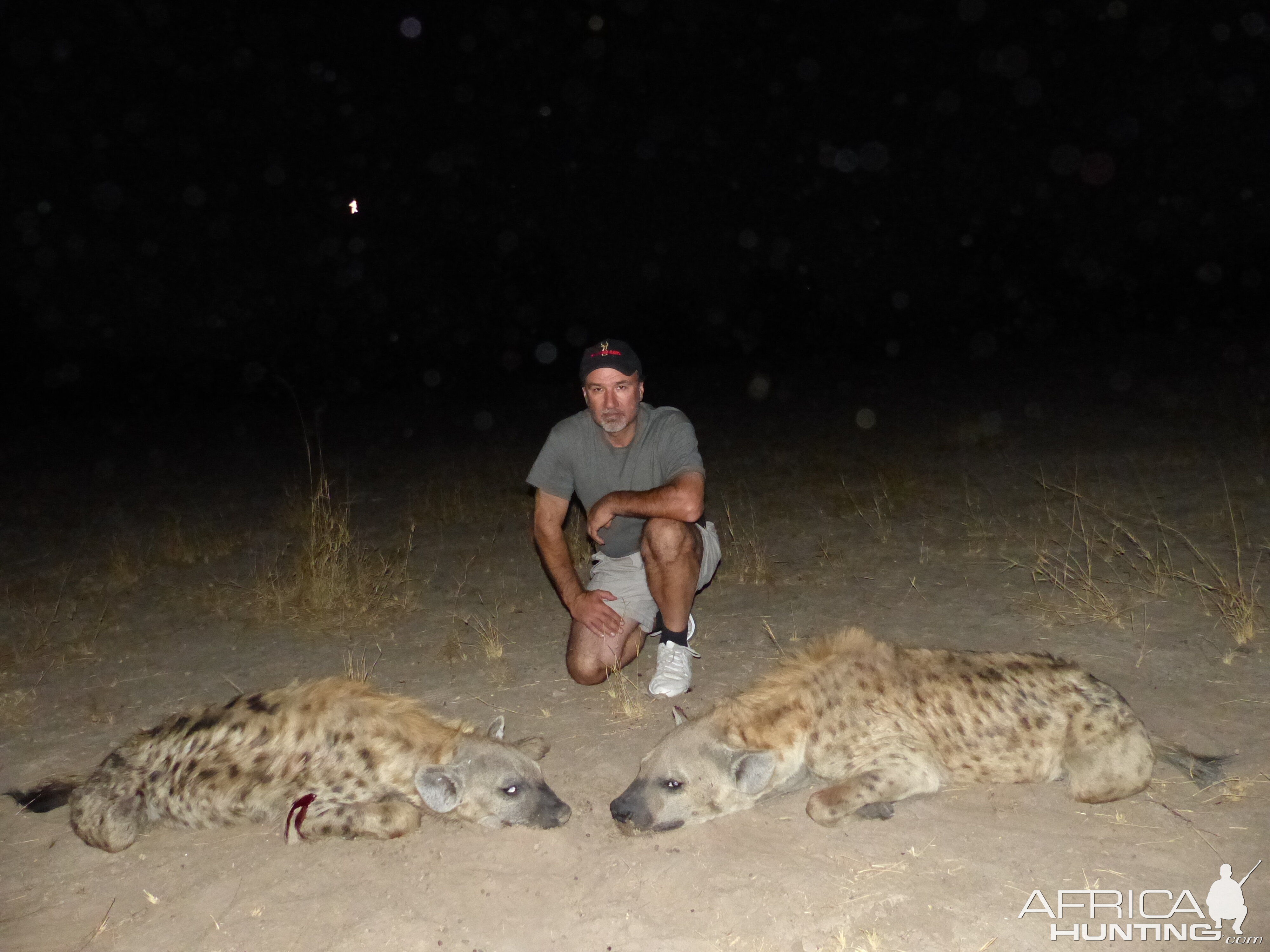 Zimbabwe Hunting Spotted Hyena