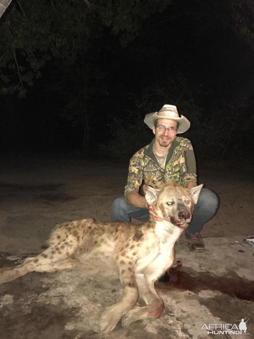 Zimbabwe Hunting Spotted Hyena