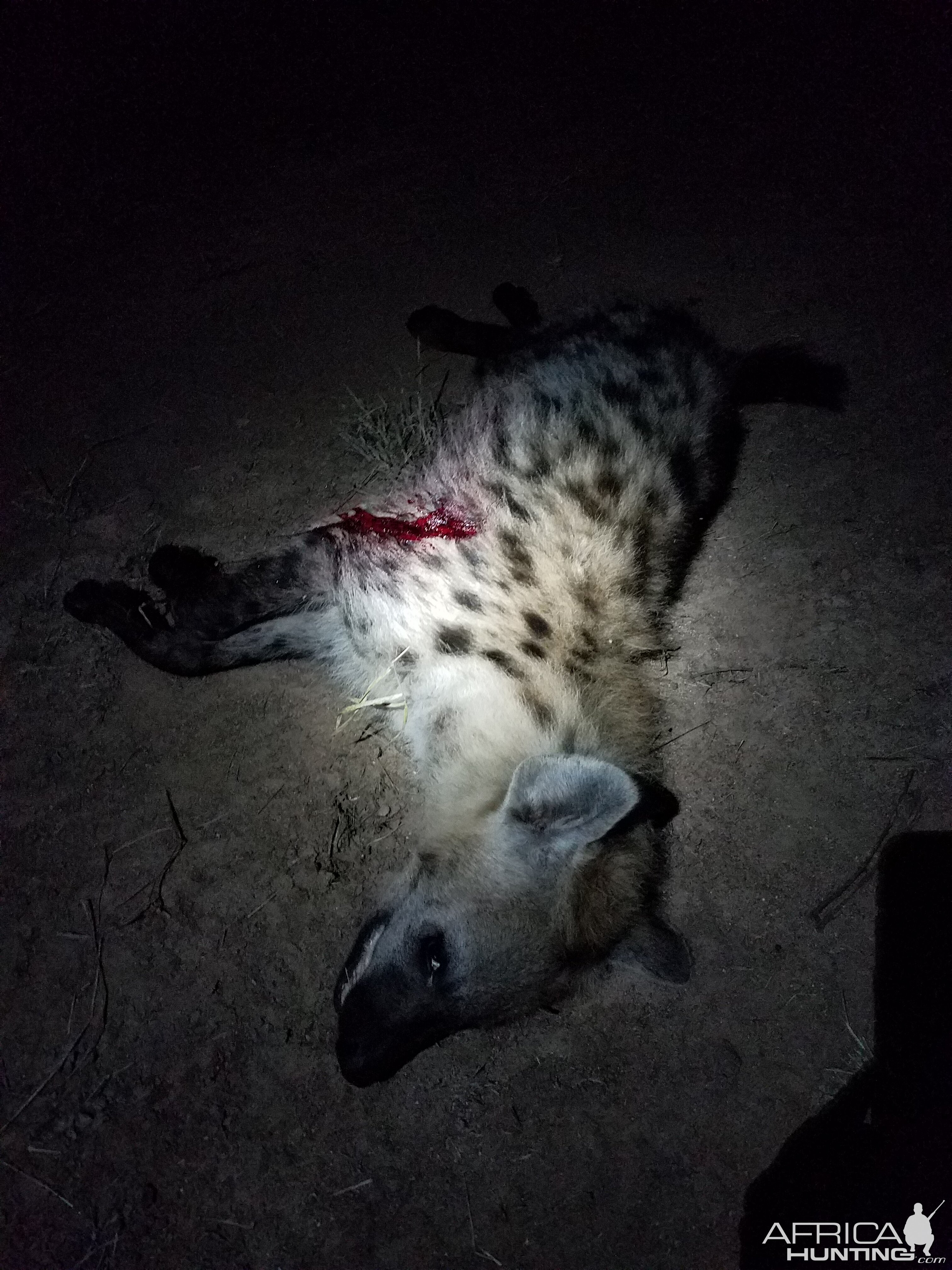 Zimbabwe Hunting Spotted Hyena