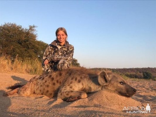 Zimbabwe Hunting Spotted Hyena