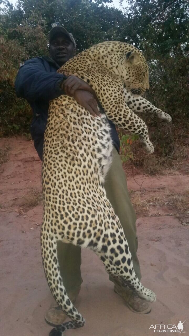 Zimbabwe Leopard Hunt