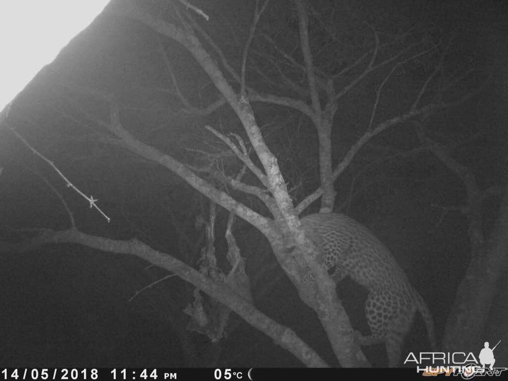 Zimbabwe Leopard Trail Cam Pictures