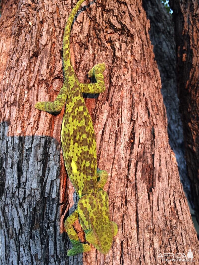 Zimbabwe Nature Chameleon