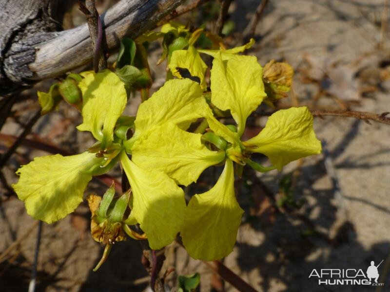 Zimbabwe Plant life