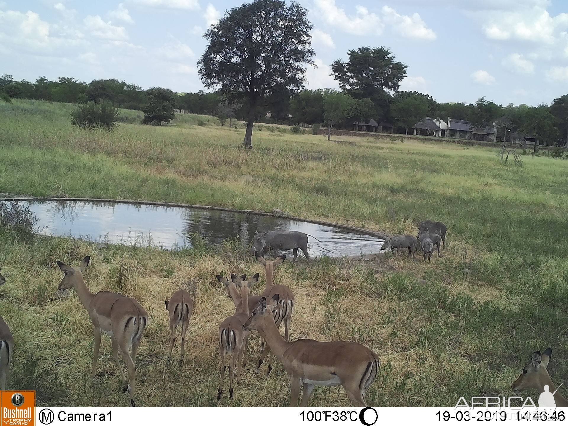 Zimbabwe Trail Cam Pictures Impala & Warthog